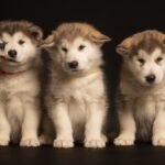 pups Jon X Tirsa