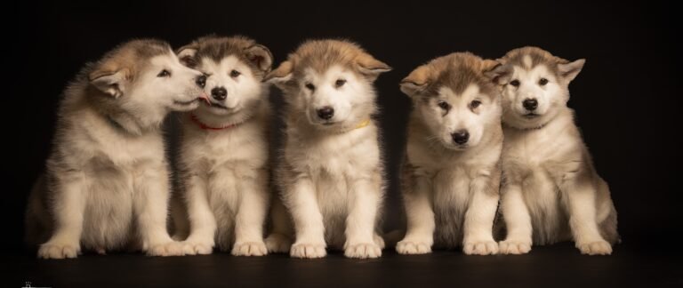 pups Jon X Tirsa
